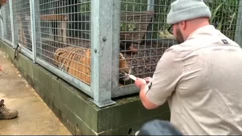 Injection training with sumatran tiger 🐅🐯