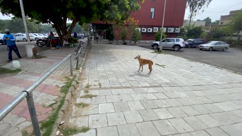 Dog Prank on the street with fake Tiger