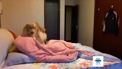 Funny dogs Videos-Most Funny Acts of Dogs|Funny moments of Dogs