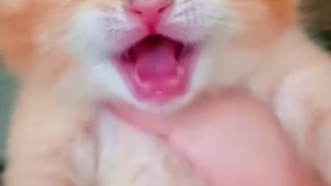 Cute cat crying