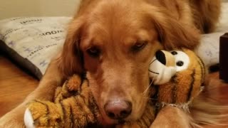 Sweet pup cuddles with her favorite stuffed animal