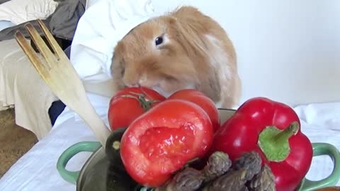 Cute Chef Pimousse is cooking a buntatouille