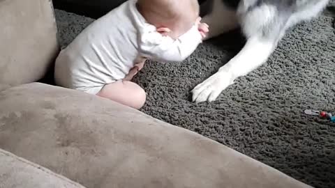 Baby Has a Husky Best Friend