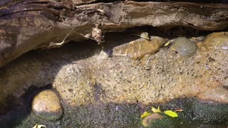 Australian Freshwater Crocodiles Successfully Bred By Zoo For FIrst Time In Nearly 30 Years