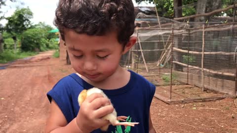 Baby Kato Boon Saves Chicken From Scorpions