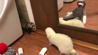Cute ferrets, Nibbles and Little Bear battle with the sock monkey