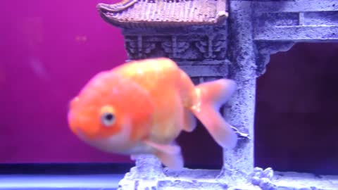 Goldfish Tank Update