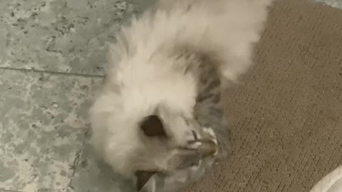 CATNIP reaction