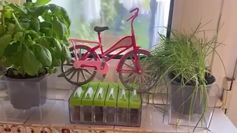 My wife Gardening project and the bicycle to deliver 😂😂😂😂