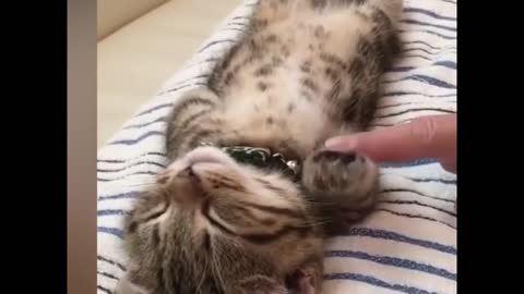 Super cute kittens, adorable and heart-warming