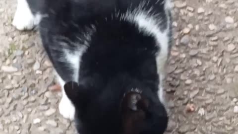 Cute cat is hungry