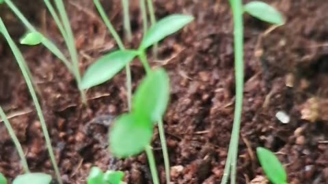 Hooray! My Dollarama Parsley is Growing!