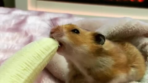 Hamster chowing down on banana is living the good life