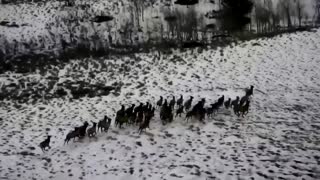 Aerial survey captures herd of elk in U.S.