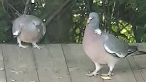 Birds hugging and playing