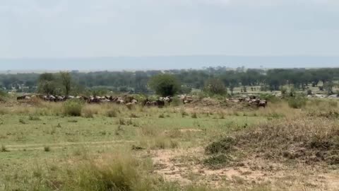 Lions in Action || Hunting Wildebeest in Serengeti