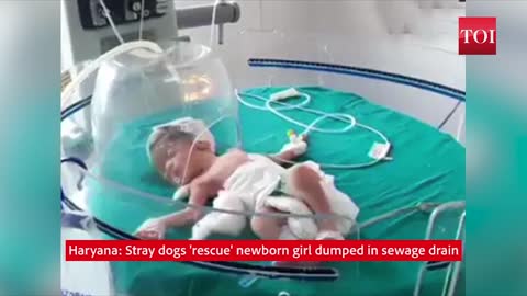 Wild Dog Rescue Abandoned Baby From Drain