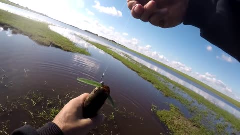 traira fishing with earthworms a lot of fish