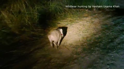 Wildboar hunting in Pakistan