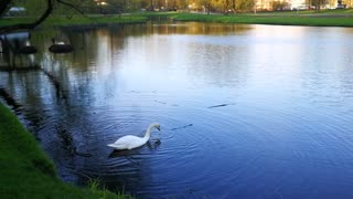 Swan gathering tree branches for his nest