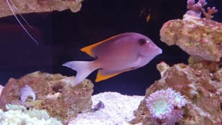 90 Gallon Reef - 5 Months