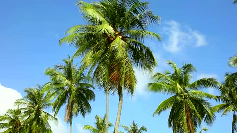 Coconut palms moving with the wind