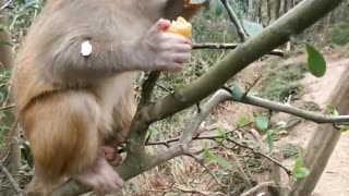 Cute Baby Monkey Eats Longan On a Branch