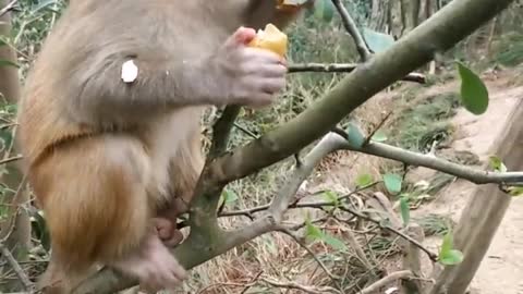 Cute Baby Monkey Eats Longan On a Branch