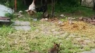 Funny kitten playing with turkey