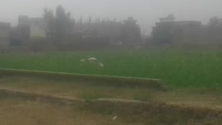 A beautiful seagul found in green field