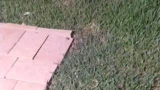 Puppy meets frog for first time.