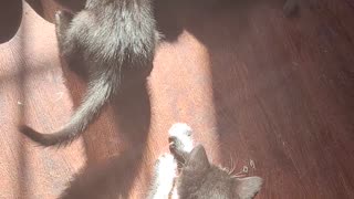 Litter of adorable kittens playing. 7 weeks old