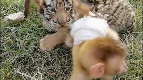 Baby tiger and monkey