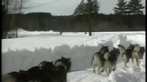 Alaskan Malamute - AKC Dog Breed Series