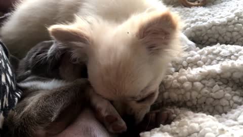 Too sweet teeny tiny chihuahua hurts his sister.. then apologizes dogs dog