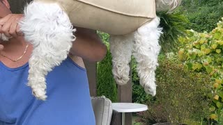 Nail Trimming Hammock Trick Keeps Doggy Relaxed