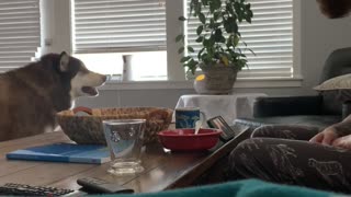 Corgi Disapproves of Argument Between Dad and Malamute