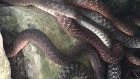 Keelback Snakes in Garden