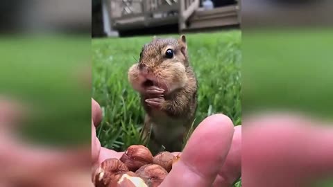Cute Squirrel Coudn't take it slow to eat