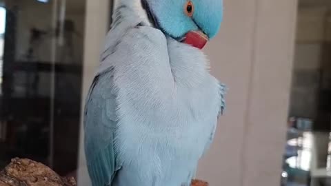 The blue parrot cleans its feathers with its beak in the early morning