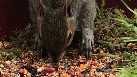 Woman Sprays Flaming Hot Red Sauce On Bird Seed