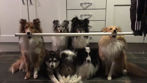 Talented, disciplined dogs hold bar for photo session