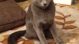 Russian blue cat sleeps sitting like a dog