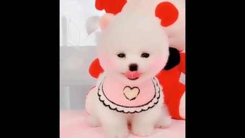 😍 Funny and Cute Pomeranian #7 😍 Perritos bebes lindos 🐱💗