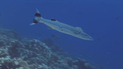 Barracuda on Coral Reef