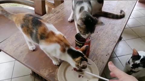 feeding my kittens and cat with a spoon