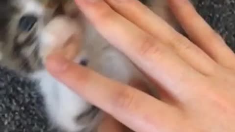 little cute kitty is trying to cut her finger