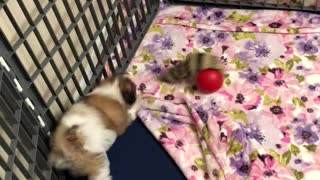 Puppy and the Weasel Ball