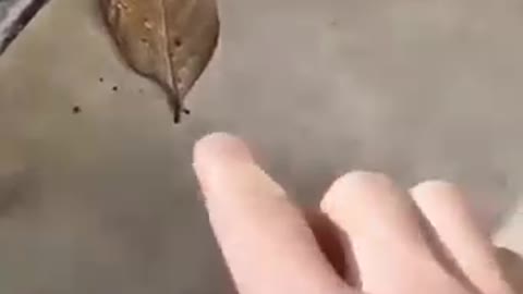 Butterfly looks like a leaf! Unbelievable