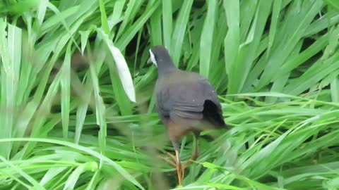 Wild white-breasted waterhen looking for someone in the grass